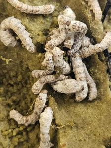 Silkworms 20 Count