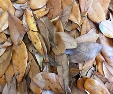 Leaf Litter