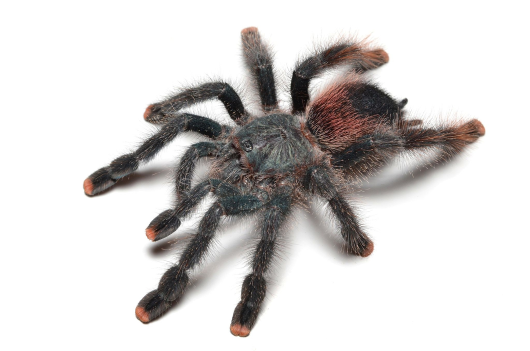 Tarantulas, Scorpions & More