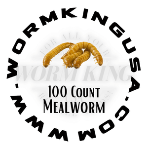 Giant Mealworms,mealworms – Worm King