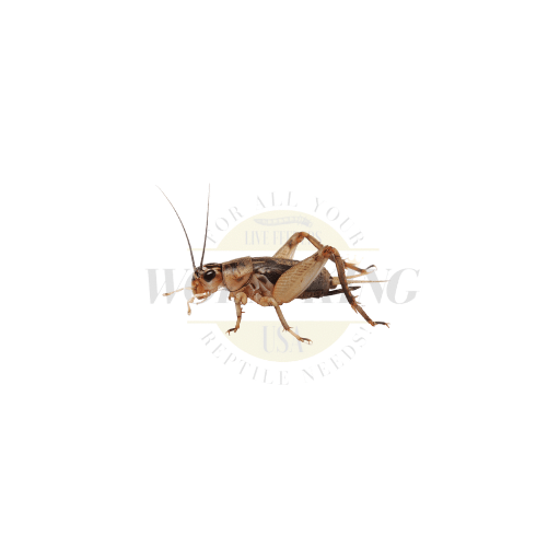 Buy 500ct live crickets, Online in Seychelles at Low Prices at desertcart